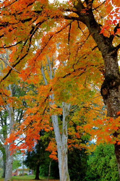 istock 4 Seasons - Oregon Vineyard in Autumn 871008676