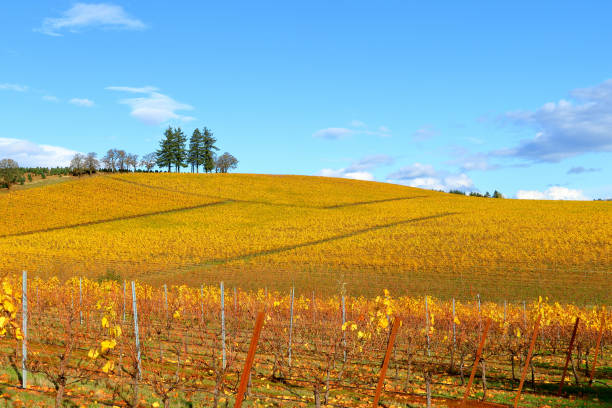 4 Seasons - Oregon Vineyard in Autumn stock photo