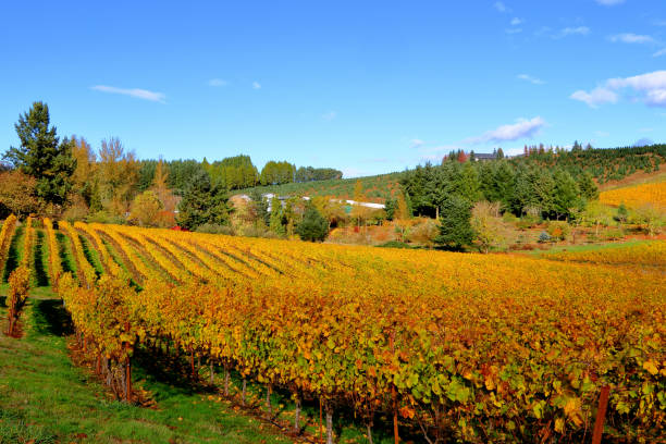 istock 4 Seasons - Oregon Vineyard in Autumn 871008714