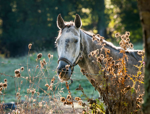 Sunrise view of a dappled gray horse standing by a fence surrounded by Thistle