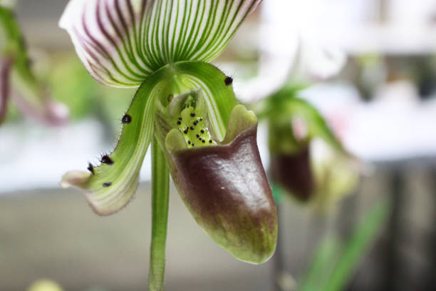 istock Paphiopedilum Orchids Flower with green orchids leaf 871028332