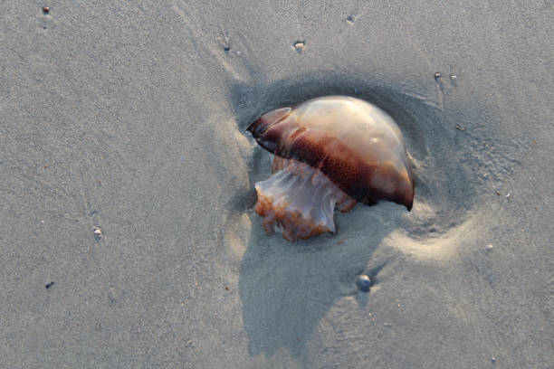 istock cannonball jellyfish on beach 871028624