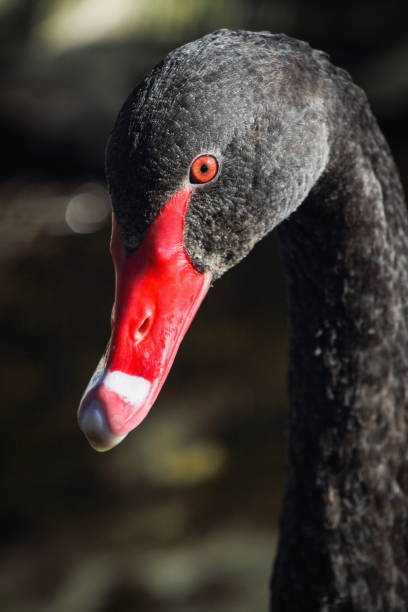 istock Close up image of a Black Swan (Cygnus atratus) 871029702