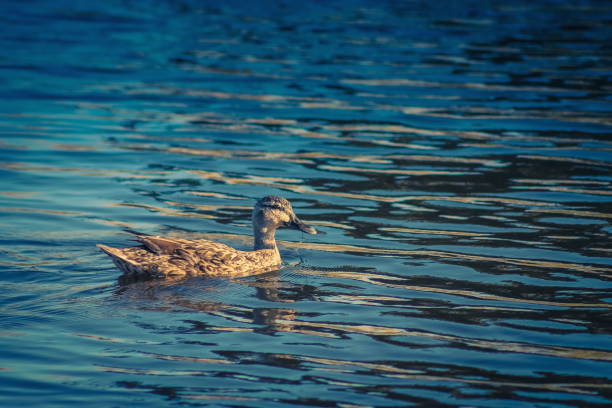 istock Close up image of a female Mallard Duck 871030788