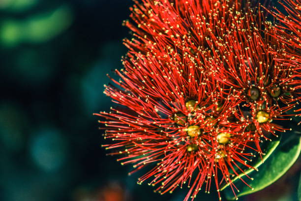 istock Red Pohutukawa Flowers (Metrosideros excelsa) 871030826
