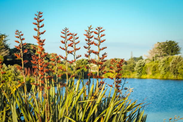 꽃 (phormium tenax)에 네이티브 뉴질랜드 아마 부시 - new zealand flax 뉴스 사진 이미지