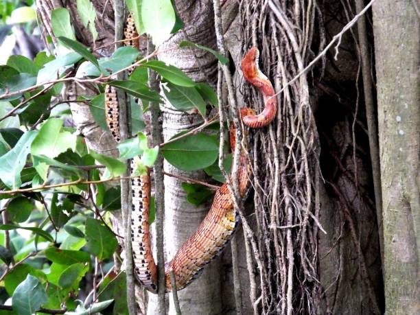 Corn Snake (Pantherophis guttatus) Corn Snake in the tree after eating a Palm Rat. elaphe guttata guttata stock pictures, royalty-free photos & images