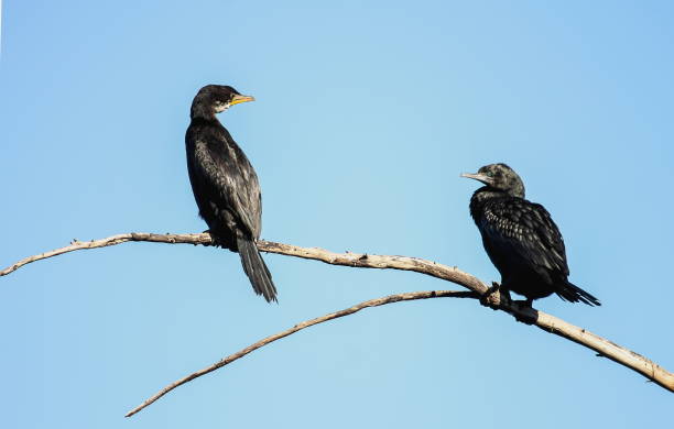 istock A Little Shag (Phalacrocorax melanoleucos) sits alongside a Little Black Shag (Phalacrocorax sulcirostris) 871033686