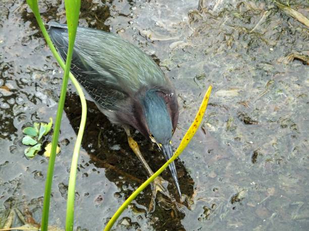 green heron (butorides virescens)  - virescens stock-fotos und bilder