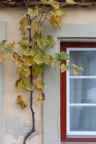 istock facade flower in autumn 871033884