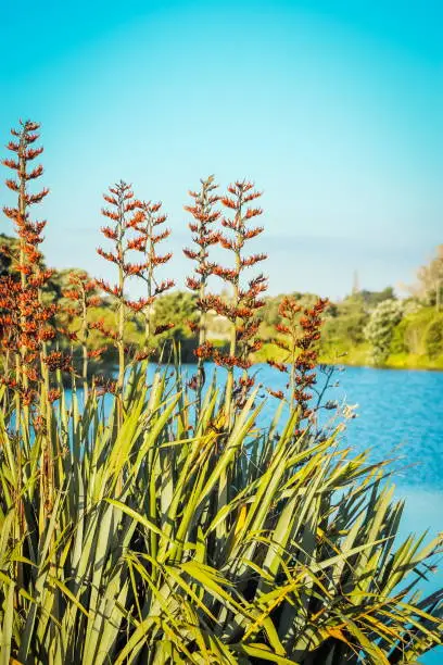 Photo of Native New Zealand Flax bush in flower (phormium tenax) beside a lagoon