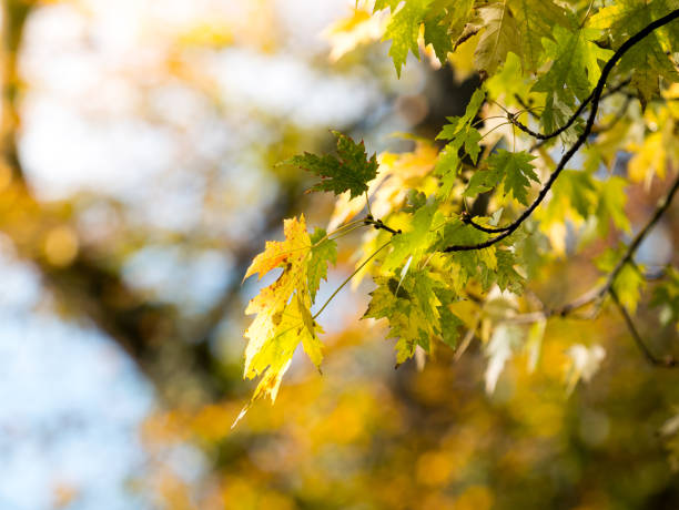 istock Colorful green & yellow autumn maple leaf on a tree 871037570