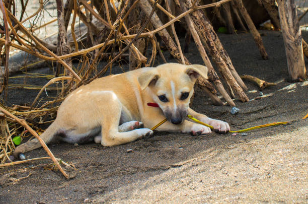 mały pies leży na piasku. urocza urocza lalka psa sama na podwórku. - dog lying down tired street zdjęcia i obrazy z banku zdjęć