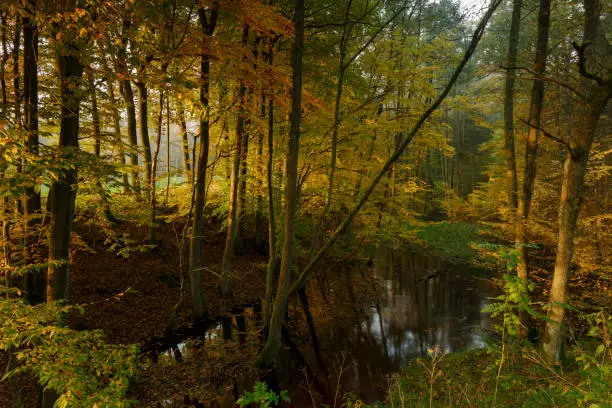 Autumn nature autumn season woodland