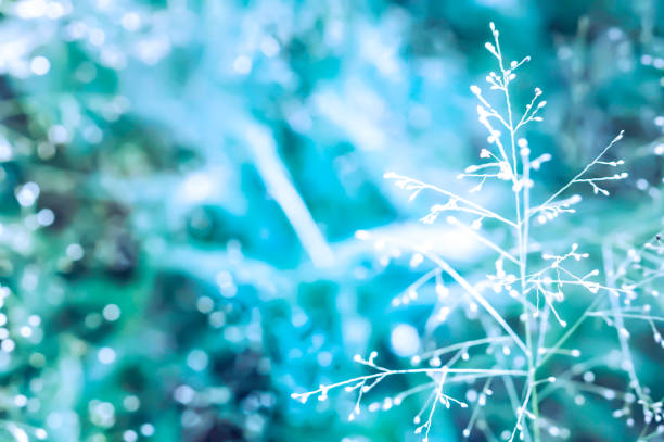 istock grass flower with blue bokeh abstarct spring background 871049546