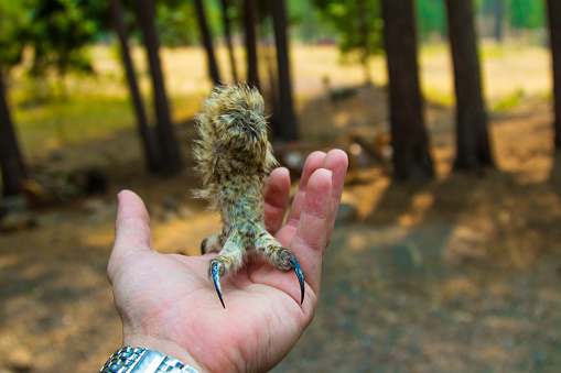 Owl talon on hand