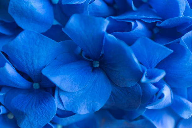 istock Blue Hydrangea background. Hortensia flowers surface. Macro photo. 871053304