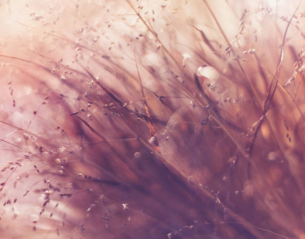 istock Fall nature image of wispy ornamental grasses 871053602