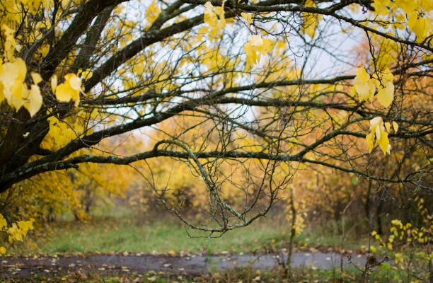 Beautiful autumn landscape with colorful trees. Autumn background