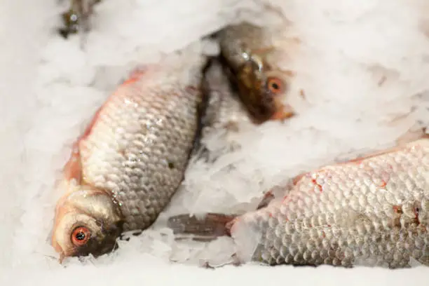 Frozen ice-cold fish in the store Frozen fish. Freshfish market. Gilt-head bream. Sea bream fish on ice. Fresh fish on ice for sale at market.