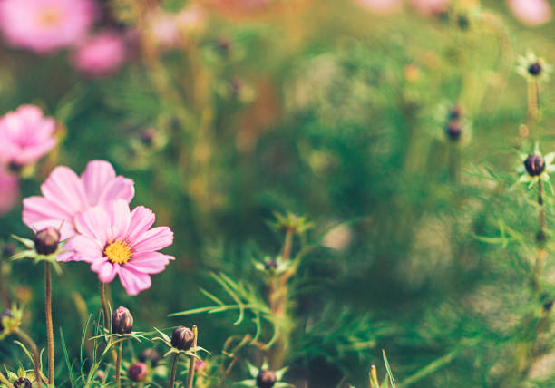 istock Fall nature image of pink cosmos flowers in bloom 871054088