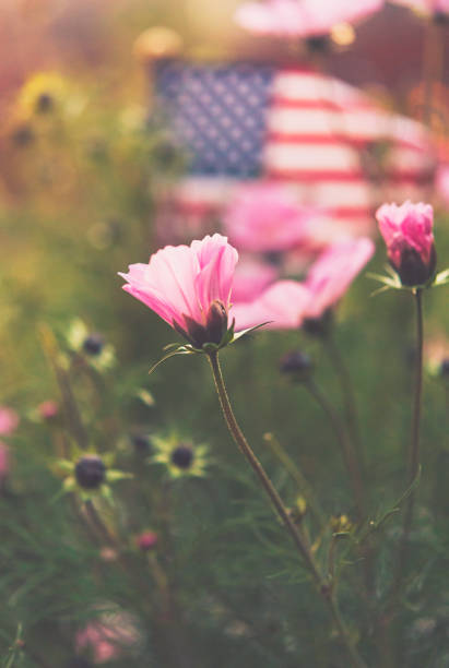 istock Defocused American flag with cosmos flowers 871054204