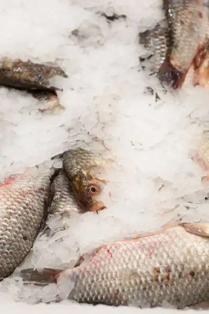 Frozen ice-cold fish in the store Frozen fish. Freshfish market. Gilt-head bream. Sea bream fish on ice. Fresh fish on ice for sale at market.