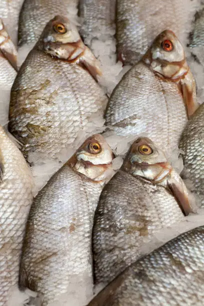 Frozen ice-cold fish in the store Frozen fish. Freshfish market. Gilt-head bream. Sea bream fish on ice. Fresh fish on ice for sale at market.