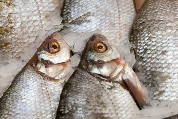 Frozen ice-cold fish in the store Frozen fish. Freshfish market. Gilt-head bream. Sea bream fish on ice. Fresh fish on ice for sale at market.