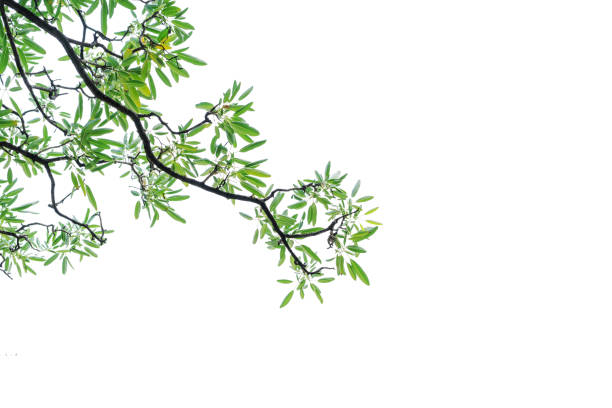 Tree branch with green leaves isolated on white background