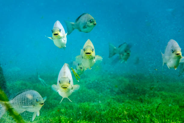 uśmiechnięta ryba - underwater mine zdjęcia i obrazy z banku zdjęć