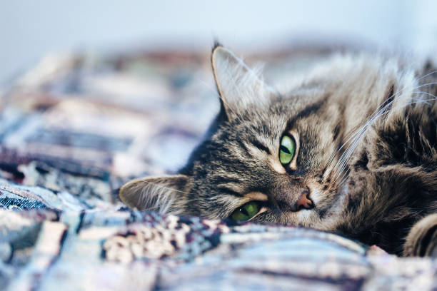 istock Green Eyed Cat on a Bed 871064014