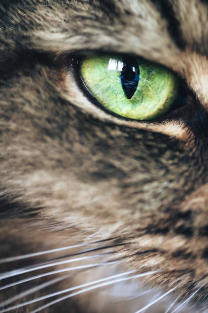istock Green Eye of Cat 871064032