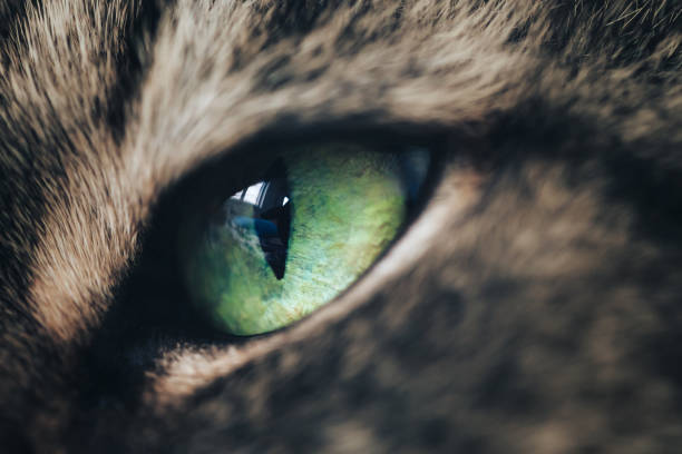istock Green Eye of Cat 871064256