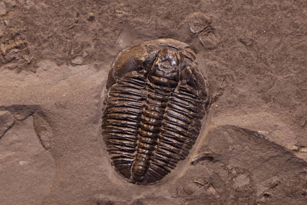 elrathia kingi 삼엽충 - trilobite 뉴스 사진 이미지