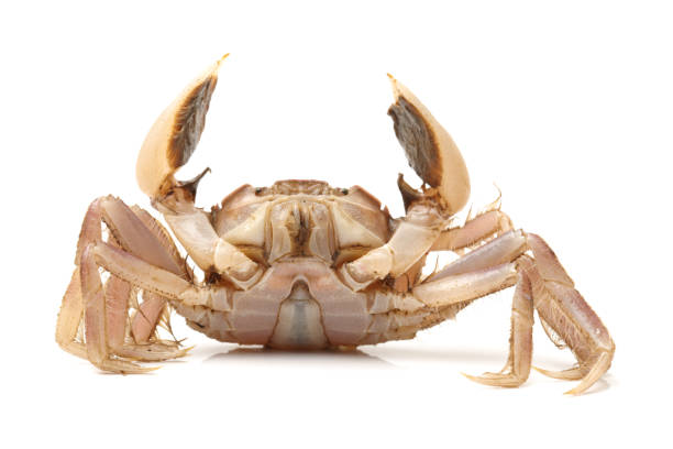 150+ Maryland Blue Crab Photos Stock Photos, Pictures & Royalty-Free ...