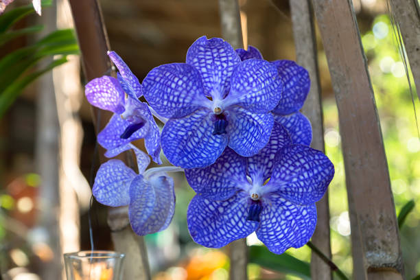 Blue orchid flower