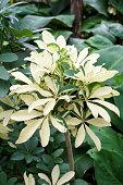 regenschirm-baum-im-garten-der-natur-schefflera-arboricola.jpg?b=1&s=170x170&k=20&c=1hHicp2g7bNS7V6792UZ0p0Rt6-037hixI-wehrJZfM=