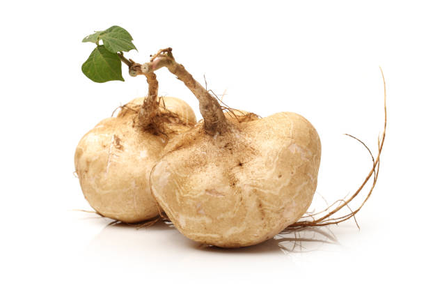 istock Whole Jicama  isolated on white background 871071648