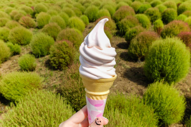istock Kochia soft cream with Kochia fields  in the background,Ibaraki,Japan 871072016