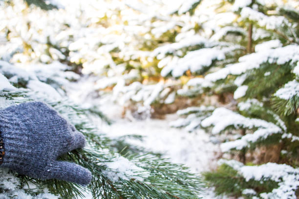 istock Looking into the depths of the forest through the branches 871072282