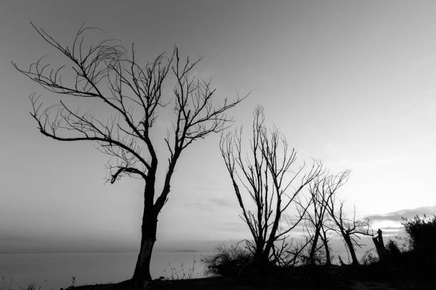 istock Skeletal trees on a lake shore beneath an almost empty sky 871075170
