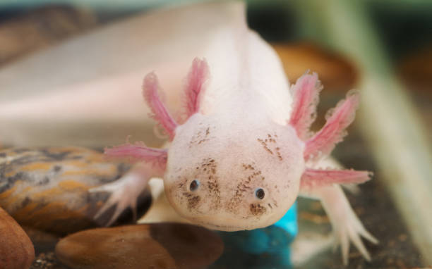 istock funny axolotl in an aquarium 871078252