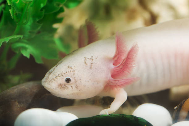 istock portrait of an axolotl 871078258