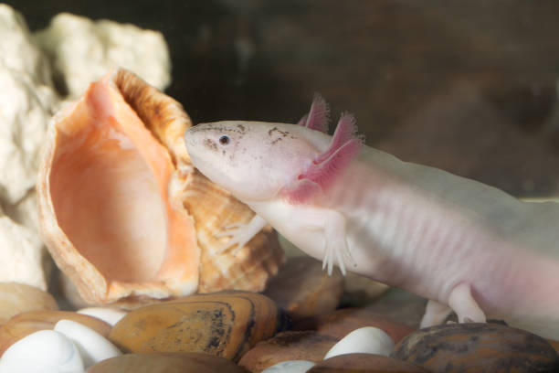 istock axolotl in an aquarium closeup 871078278