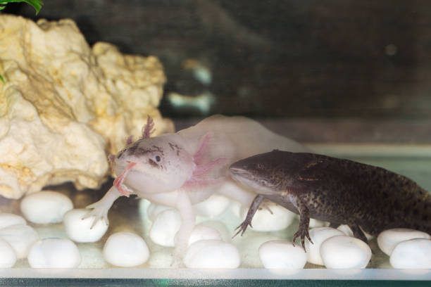 istock two axolotls in an aquarium 871078294