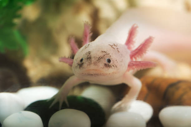 portrait of a funny axolotl stock photo