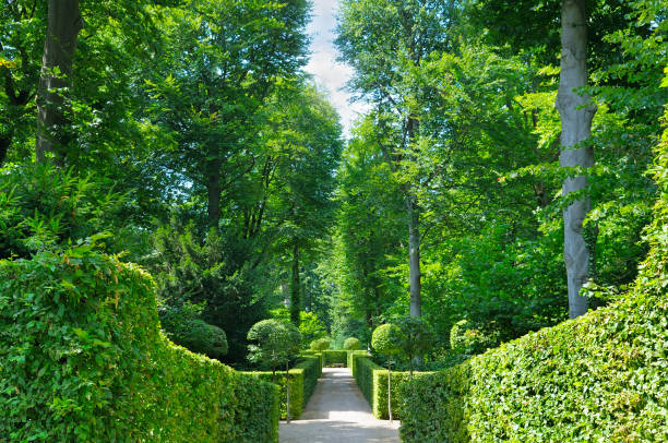 istock Summer park with hedges and alleys 871085864