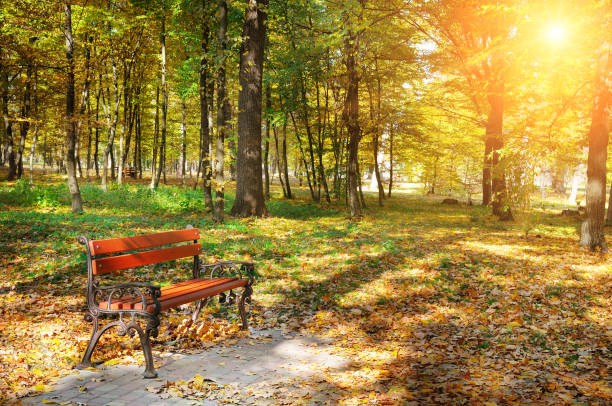 istock beautiful autumn park with paths and benches 871085906