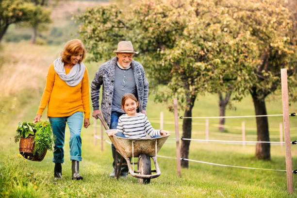 senior pareja con la nieta de jardinería en el jardín del patio trasero - riding autumn meadow land fotografías e imágenes de stock